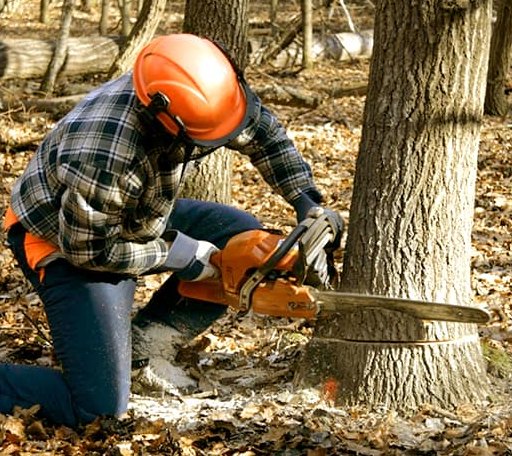 Tree Removal in Nelson, CA